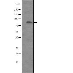 Invitrogen ITGB8 Polyclonal Antibody 100 &mu;L; Unconjugated:Antibodies,
