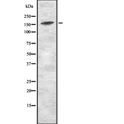 Invitrogen KDM5D Polyclonal Antibody 100 &mu;L; Unconjugated:Antibodies,