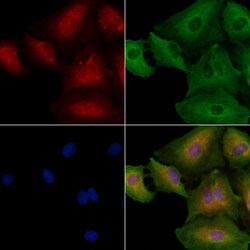 Invitrogen AMICA Polyclonal Antibody 100 &mu;L; Unconjugated:Antibodies,