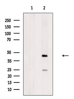 Invitrogen AMICA Polyclonal Antibody 100 &mu;L; Unconjugated:Antibodies,