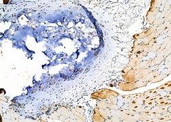Invitrogen Cytokeratin 31/33A/33B Polyclonal Antibody 100 &mu;L; Unconjugated:Antibodies,