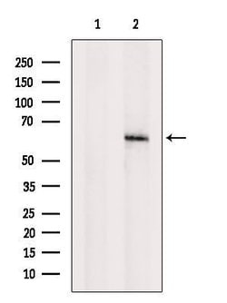 Invitrogen KRT77 Polyclonal Antibody 100 &mu;L; Unconjugated:Antibodies,