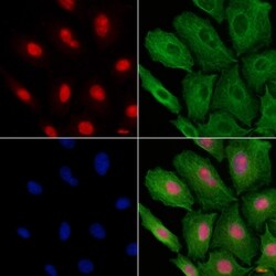 Invitrogen PAK1IP1 Polyclonal Antibody 100 &mu;L; Unconjugated:Antibodies,