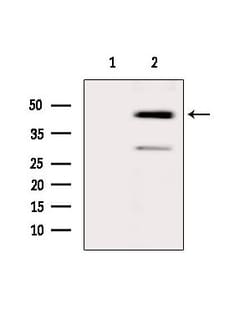 Invitrogen PAK1IP1 Polyclonal Antibody 100 &mu;L; Unconjugated:Antibodies,