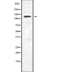 Invitrogen PLCB4 Polyclonal Antibody 100 &mu;L; Unconjugated:Antibodies,