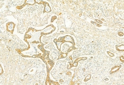 PLCE1 Polyclonal Antibody, Invitrogen 100 &mu;L; Unconjugated:Antibodies,