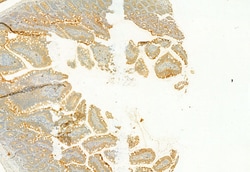 PLCE1 Polyclonal Antibody, Invitrogen 100 &mu;L; Unconjugated:Antibodies,