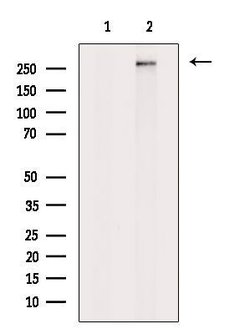 PLCE1 Polyclonal Antibody, Invitrogen 100 &mu;L; Unconjugated:Antibodies,