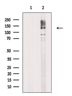 Invitrogen SAP130 Polyclonal Antibody 100 &mu;L; Unconjugated:Antibodies,