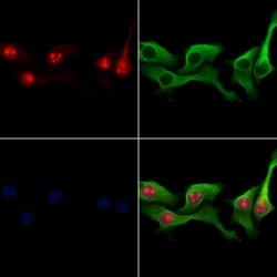 Invitrogen NSA2 Polyclonal Antibody 100 &mu;L; Unconjugated:Antibodies,