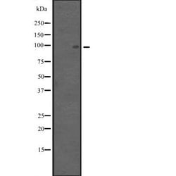 Invitrogen APC4 Polyclonal Antibody 100 &mu;L | Buy Online | Invitrogen&trade; | Fisher Scientific