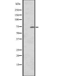 Invitrogen CNNM1 Polyclonal Antibody 100 &mu;L; Unconjugated:Antibodies,