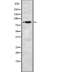 Invitrogen STRN1/STRN3 Polyclonal Antibody 100 &mu;L | Buy Online | Invitrogen&trade; | Fisher Scientific