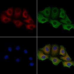 Invitrogen KappaB ras2 Polyclonal Antibody 100 &mu;L; Unconjugated:Antibodies,