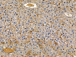 Invitrogen KappaB ras2 Polyclonal Antibody 100 &mu;L; Unconjugated:Antibodies,