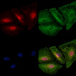 Invitrogen REV1 Polyclonal Antibody 100 &mu;L; Unconjugated:Antibodies,