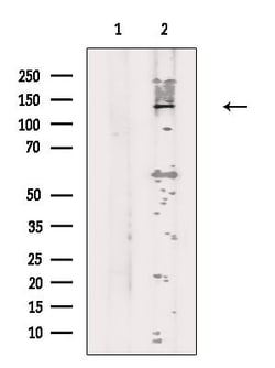 Invitrogen REV1 Polyclonal Antibody 100 &mu;L; Unconjugated:Antibodies,