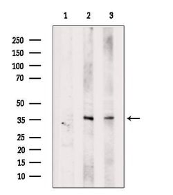 Invitrogen ALKBH5 Polyclonal Antibody 100 &mu;L; Unconjugated:Antibodies,