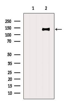 Invitrogen CC2D1A Polyclonal Antibody 100 &mu;L; Unconjugated:Antibodies,