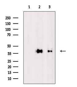 Invitrogen MUL1 Polyclonal Antibody 100 &mu;L; Unconjugated:Antibodies,