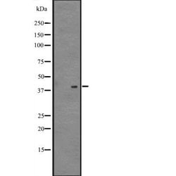 Invitrogen NDFIP2 Polyclonal Antibody 100 &mu;L; Unconjugated:Antibodies,
