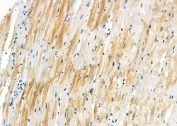 Invitrogen SLC35B2 Polyclonal Antibody 100 &mu;L; Unconjugated:Antibodies,