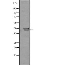 Invitrogen&trade;&nbsp;SP5/SP8/SP9 Polyclonal Antibody