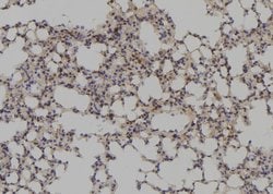 Invitrogen PAX1 Polyclonal Antibody 100 &mu;L; Unconjugated:Antibodies,