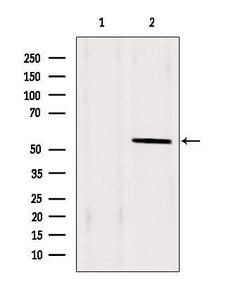 Invitrogen PAX1 Polyclonal Antibody 100 &mu;L; Unconjugated:Antibodies,