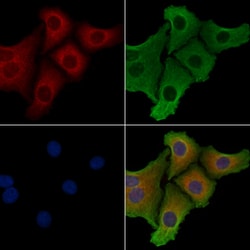 Invitrogen C9orf156 Polyclonal Antibody 100 &mu;L; Unconjugated:Antibodies,