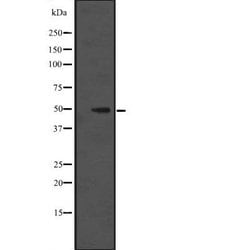 Invitrogen C9orf156 Polyclonal Antibody 100 &mu;L; Unconjugated:Antibodies,