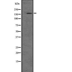 Invitrogen PIK3C2B Polyclonal Antibody 100 &mu;L; Unconjugated:Antibodies,