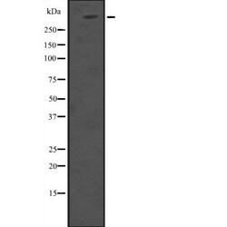 Invitrogen HUWE1 Polyclonal Antibody 100 &mu;L; Unconjugated:Antibodies,