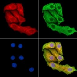 Invitrogen PI3K p55 gamma Polyclonal Antibody 100 &mu;L; Unconjugated:Antibodies,