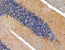 Invitrogen PI3K p55 gamma Polyclonal Antibody 100 &mu;L; Unconjugated:Antibodies,