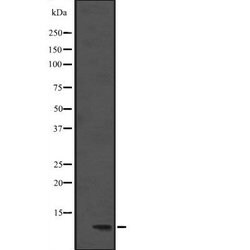 Invitrogen DYNLL1 Polyclonal Antibody 100 &mu;L; Unconjugated:Antibodies,
