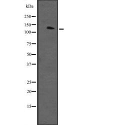 Invitrogen RASAL2 Polyclonal Antibody 100 &mu;L; Unconjugated:Antibodies,