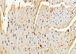 Invitrogen NRK Polyclonal Antibody 100 &mu;L; Unconjugated:Antibodies,