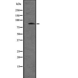 Invitrogen SNRK Polyclonal Antibody 100 &mu;L; Unconjugated:Antibodies,