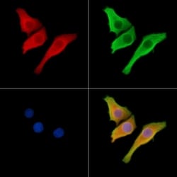 Invitrogen SRMS Polyclonal Antibody 100 &mu;L; Unconjugated:Antibodies,