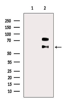 Invitrogen SRMS Polyclonal Antibody 100 &mu;L; Unconjugated:Antibodies,