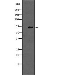 Invitrogen TNK1 Polyclonal Antibody 100 &mu;L | Buy Online | Invitrogen&trade; | Fisher Scientific