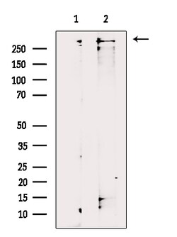 Invitrogen TRIO Polyclonal Antibody 100 &mu;L | Buy Online | Invitrogen&trade; | Fisher Scientific