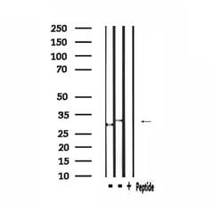 Invitrogen TRIO Polyclonal Antibody 100 &mu;L | Buy Online | Invitrogen&trade; | Fisher Scientific