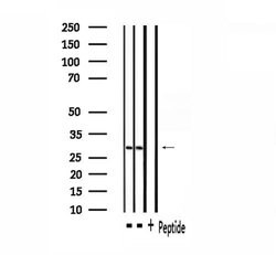 Invitrogen SGK494 Polyclonal Antibody 100 &mu;L; Unconjugated:Antibodies,