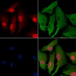 Invitrogen SGK494 Polyclonal Antibody 100 &mu;L; Unconjugated:Antibodies,