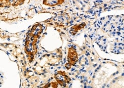 Invitrogen Placental Protein 14 Polyclonal Antibody 100 &mu;L; Unconjugated:Antibodies,