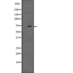 Invitrogen LRRN1 Polyclonal Antibody 100 &mu;L; Unconjugated:Antibodies,