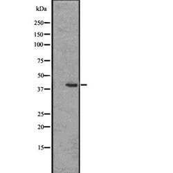 Invitrogen EDG8 Polyclonal Antibody 100 &mu;L; Unconjugated:Antibodies,