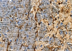 Invitrogen OR51A1P Polyclonal Antibody 100 &mu;L; Unconjugated:Antibodies,